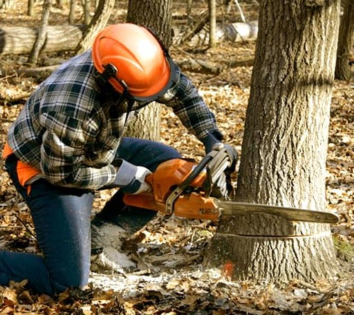 Tree Removal in Port Republic, VA